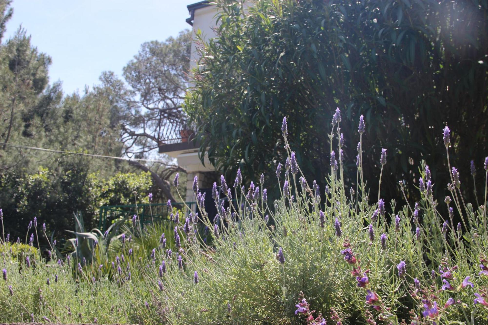 Cappelli Apartments - Losinj Mali Lošinj Eksteriør billede